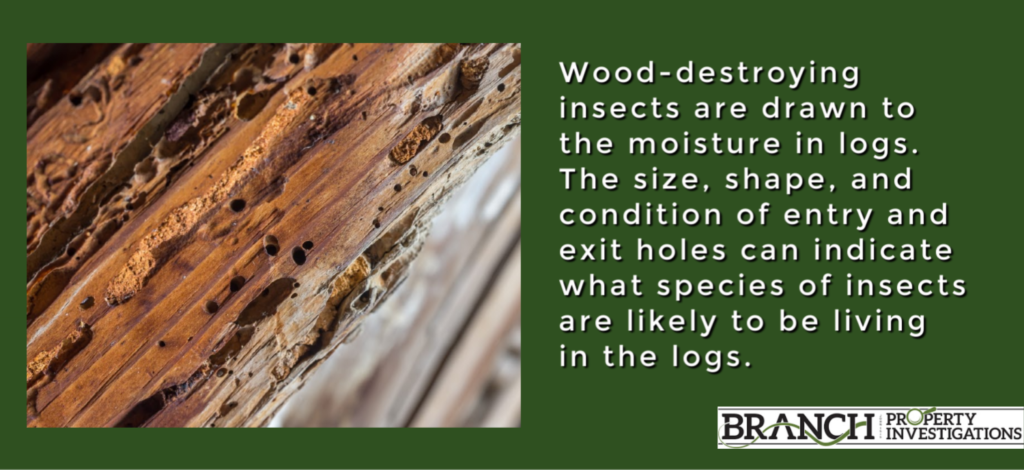 wood destroying insects log