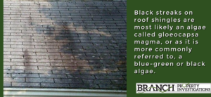 black algae roof